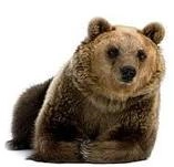 Indianisches Sternzeichen Braunbär