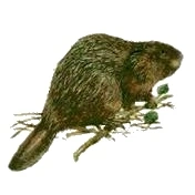 Indianisches Sternzeichen Biber
