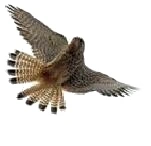 Indianisches Sternzeichen Falke