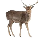 Indianisches Sternzeichen Hirsch