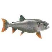 Indianisches Sternzeichen Lachs