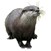 Indianisches Sternzeichen Otter