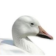 Indianisches Sternzeichen Gans