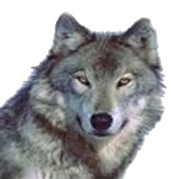 Bild Indianisches Sternzeichen Wolf