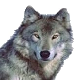 Indianisches Sternzeichen Wolf